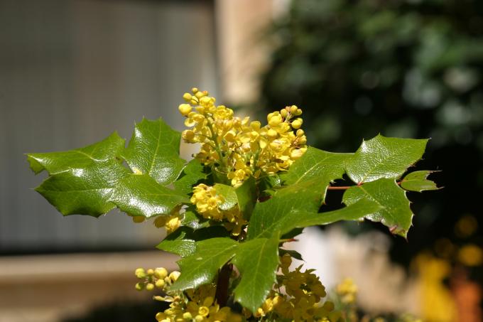 image Uva de Oregón o Mahonia (Mahonia aquifolium)