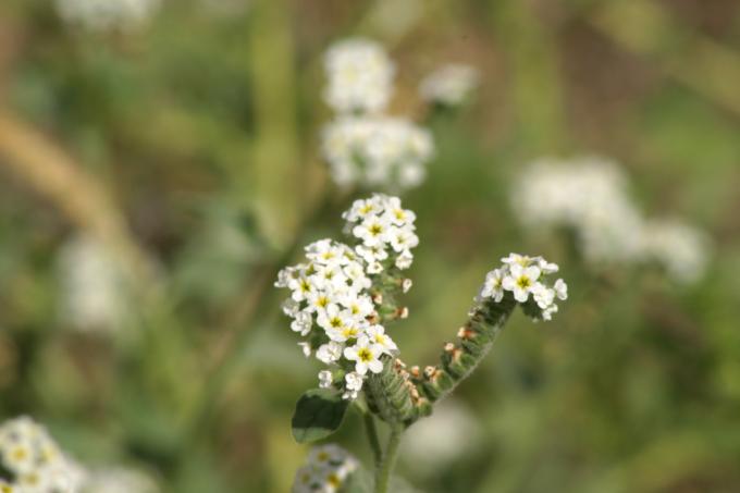 image Verrucaria o Verruguera (Heliotropium europaeum)