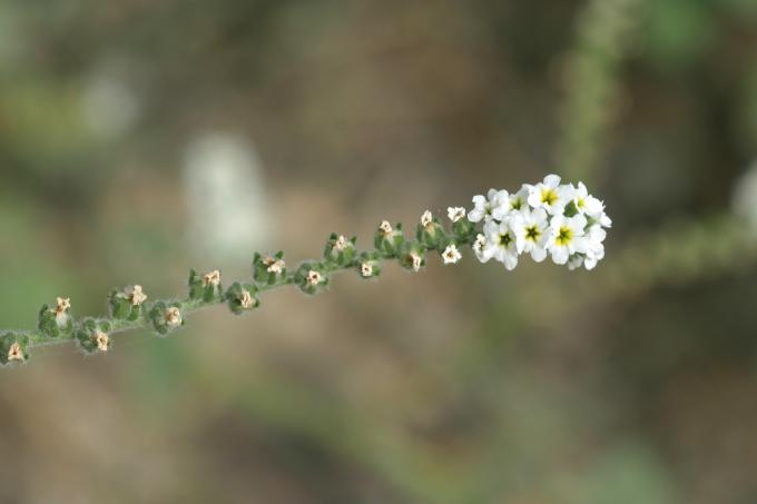 image Verrucaria o Verruguera (Heliotropium europaeum)