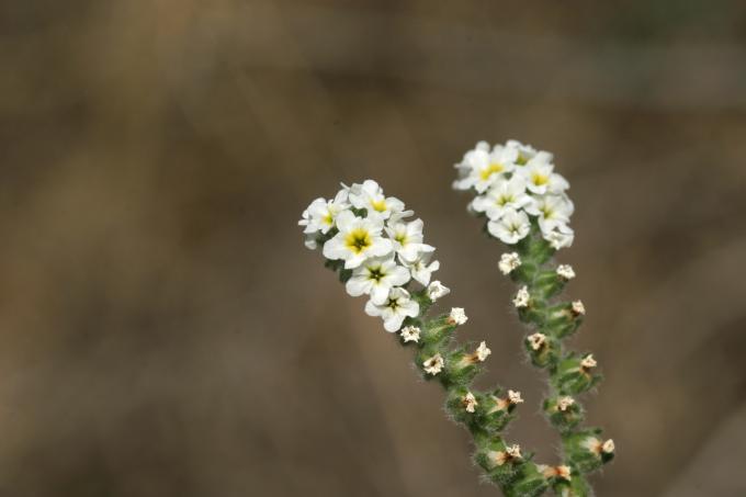 image Verrucaria o Verruguera (Heliotropium europaeum)