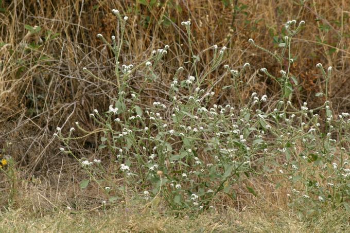 image Verrucaria o Verruguera (Heliotropium europaeum)
