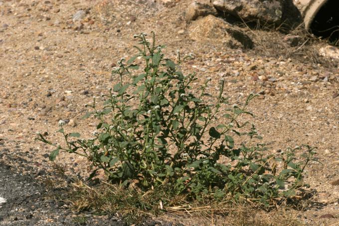 image Verrucaria o Verruguera (Heliotropium europaeum)