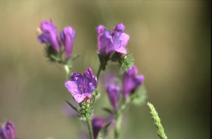 image Viborera (Echium plantagineum)