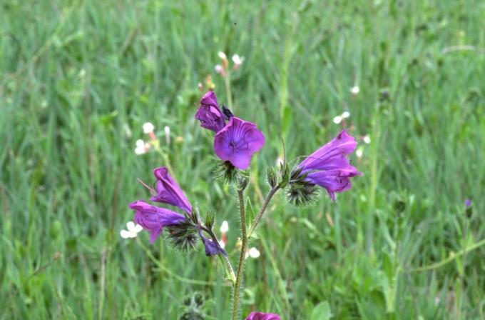 image Viborera (Echium plantagineum)