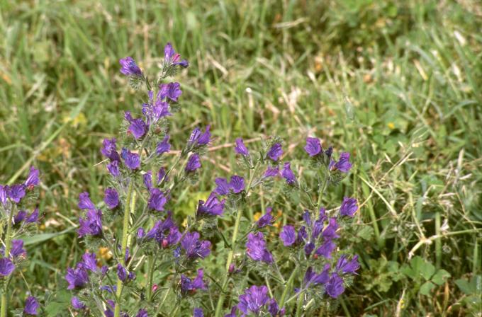 image Viborera (Echium plantagineum)