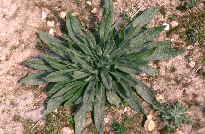 image Viborera (Echium plantagineum)