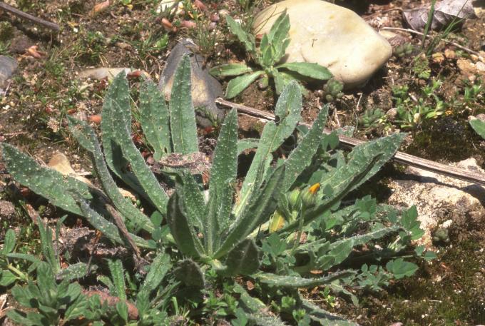 image Viborera (Echium plantagineum)