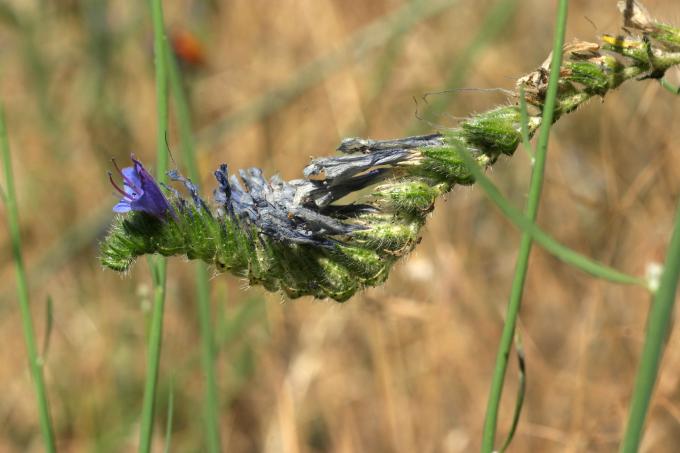 image Viborera (Echium vulgare)