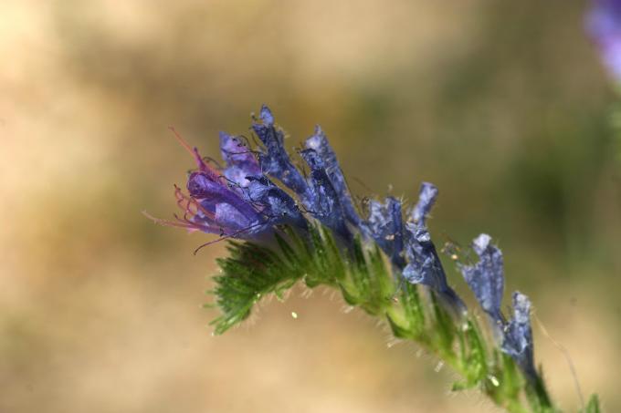 image Viborera (Echium vulgare)