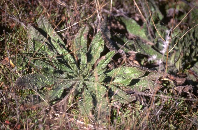 image Viborera (Echium vulgare)