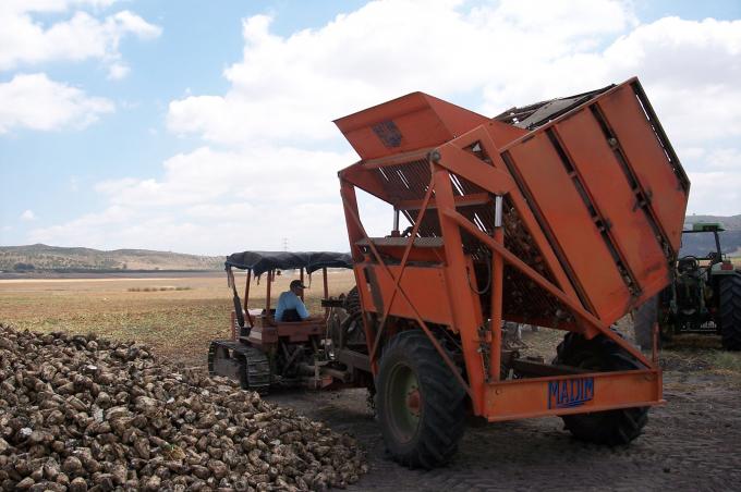 image Cosechadora descargando remolacha