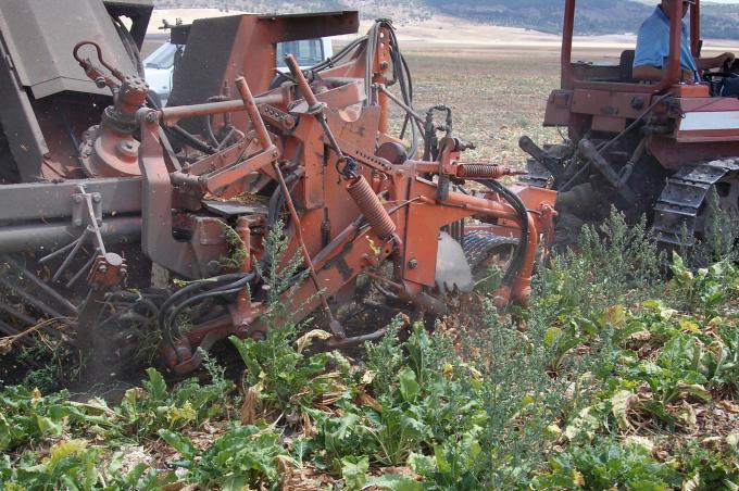 image Cosechadora recolectando remolacha