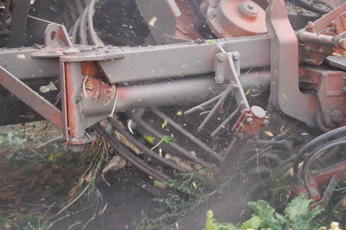 image Cosechadora recolectando remolacha