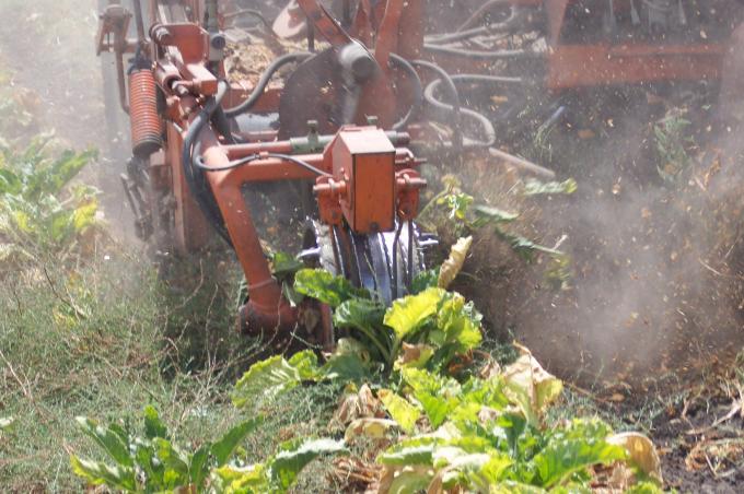 image Cosechadora recolectando remolacha