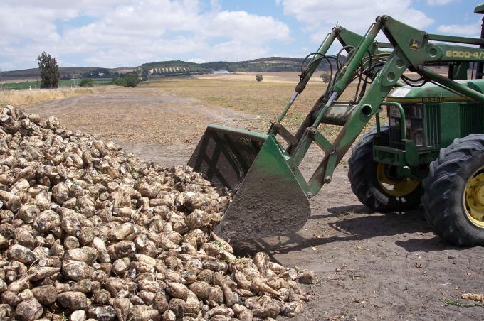 image Tractor amontonando remolacha
