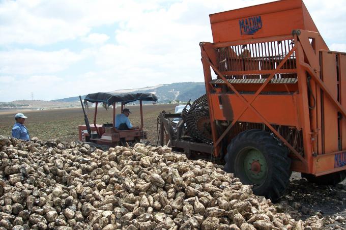 image Cosechadora amontonando remolachas