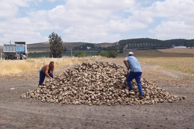 image Hombres quitando terrones del montón de remolacha