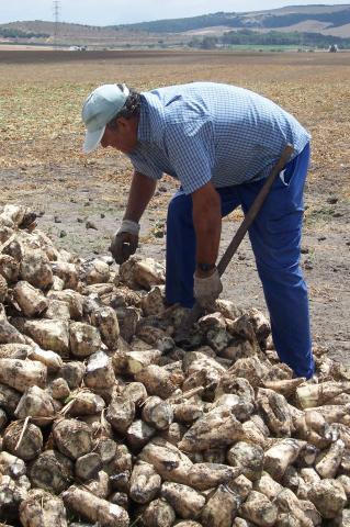 image Hombre quitando terrones del montón de remolachas