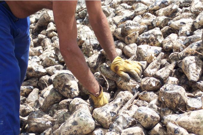 image Hombre quitando terrones del montón de remolachas
