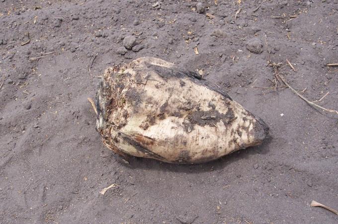 image Raiz de remolacha