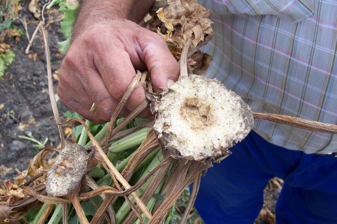 image Planta de remolacha separada de su raíz
