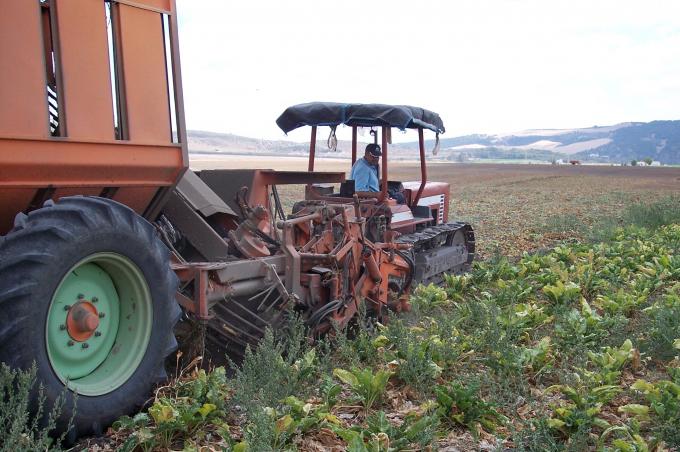 image Cosechadora recolectando remolacha