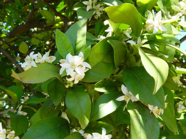 image Flores de Azahar en el Monasterio de La Cartuja de Santa María de las Cuevas, Sevilla