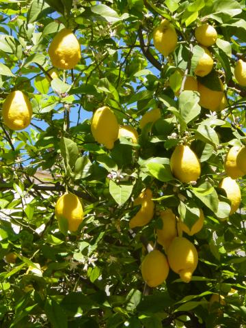 image Limonero en el monasterio de La Cartuja de Santa maría de las Cuevas, Sevilla