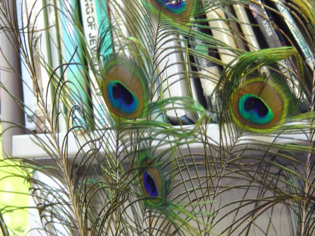 image Plumas de pavo real