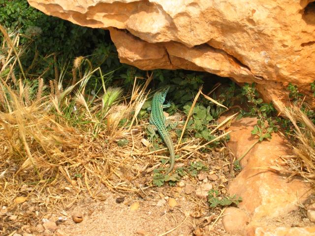 image Lagartija ibicenca, Formentera, Islas Baleares