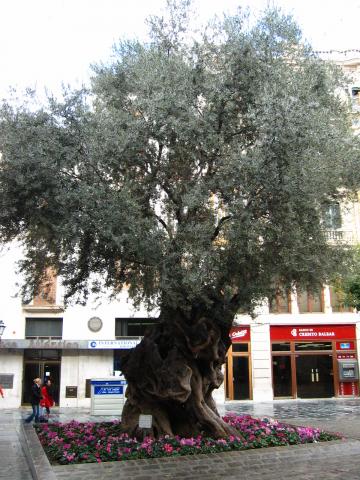 image Olivo milenario en Palma, Mallorca, Islas Baleares