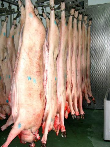 image Cerdos en canal