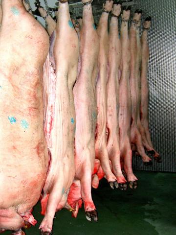 image Cerdos en canal