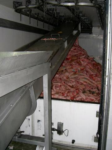 image Pieles de cerdo