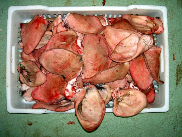 image Oreja de cerdo