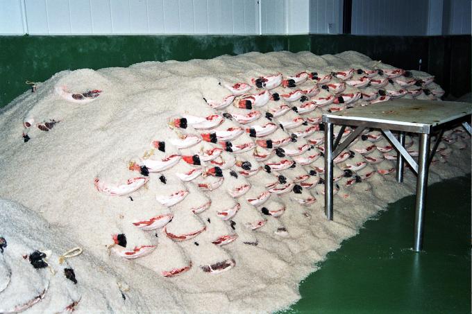 image Jamón en salazón