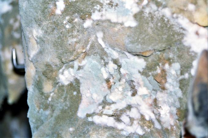 image Jamón enmohecido