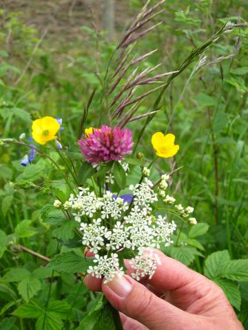 image Bouquet instantáneo de flores nórdicas, Noruega