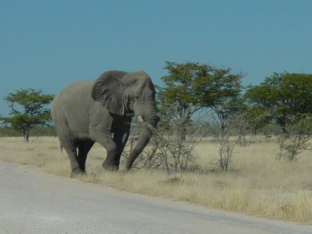 image Elefante (Loxodonta africana), Namibia, África