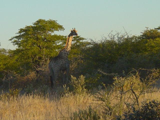 image Jirafa del Sur (Giraffa camelopardalis giraffa), Namibia, África
