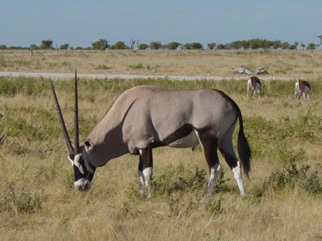 image Órix (Oryx gazella), Namibia, África