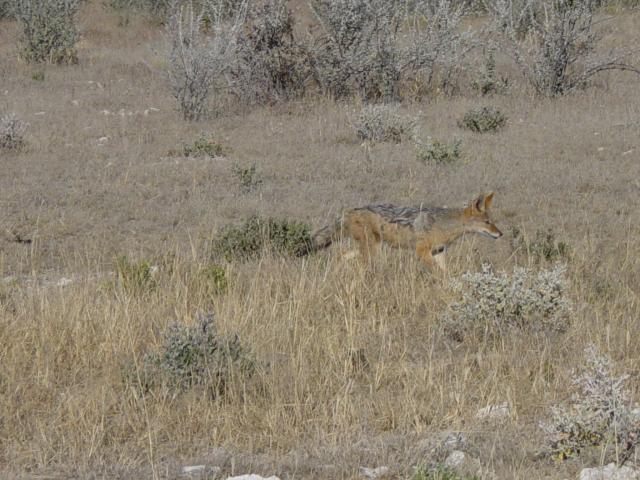 image Chacal de lomo negro (Canis mesomelas), Namibia, África