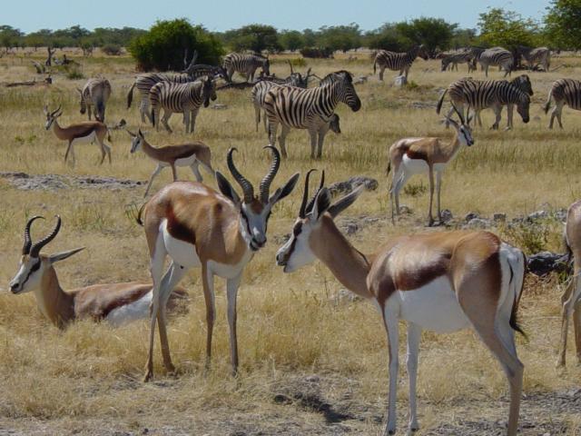 image Gacela saltarina (Antidorcas marsupialis), Namibia, África