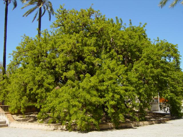 image Ombú en el huerto del Monasterio de La Cartuja de Santa María de las Cuevas, Sevilla