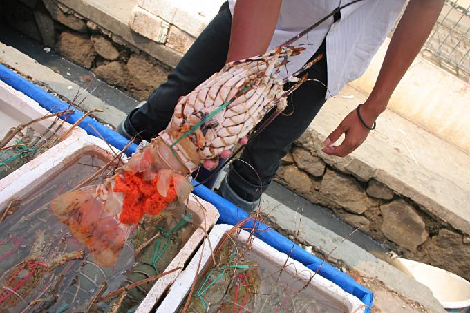 image Langosta, Indonesia