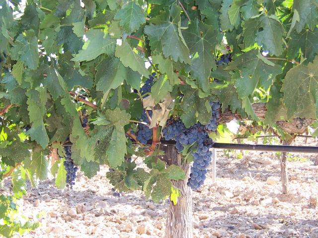 image Viña en Peñafiel, Valladolid