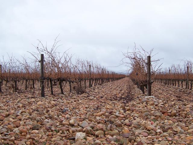 image Viñedo en invierno, Segovia