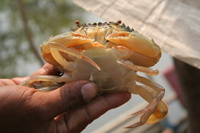 image Cangrejo de la piscifactoría de Jakarta, Indonesia