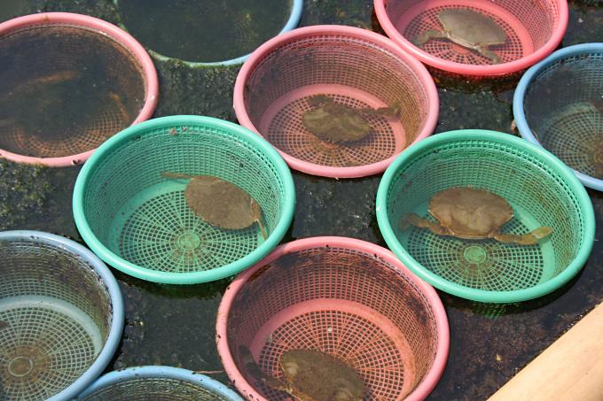 image Cangrejo de la piscifactoría de Jakarta, Indonesia