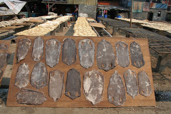 image Pieles de pescado, Jakarta, Indonesia